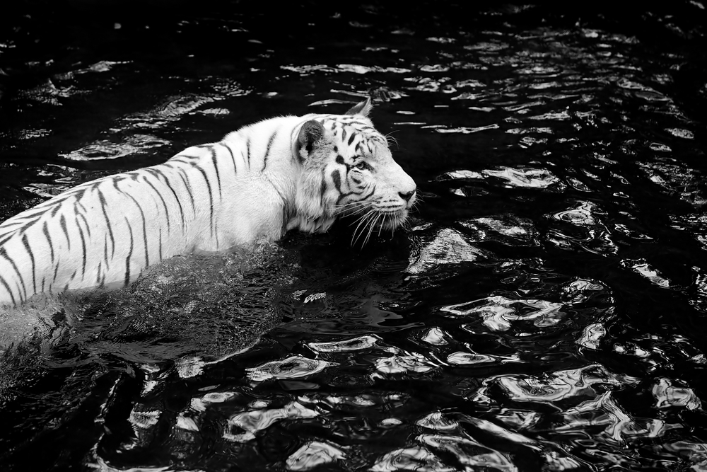 White Tiger | Image via Deposit Photos